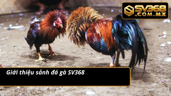 Đá Gà SV368 – Trải Nghiệm Sảnh Đá Gà Thưởng Nóng Mỗi Ngày 2 Tổng quan về sảnh đá gà tại Sv368