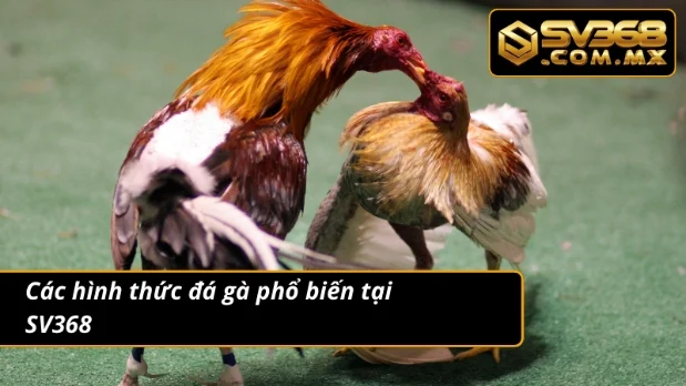 Đá Gà SV368 – Trải Nghiệm Sảnh Đá Gà Thưởng Nóng Mỗi Ngày 3 Đá gà trực tuyến mãn nhãn ở 4 hình thức thi đấu cơ bản