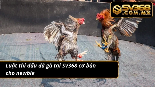 Đá Gà SV368 – Trải Nghiệm Sảnh Đá Gà Thưởng Nóng Mỗi Ngày 4 Cập nhật thi đấu đá gà cơ bản tại nền tảng giải trí Sv368