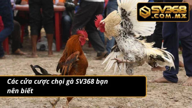 Đá Gà SV368 – Trải Nghiệm Sảnh Đá Gà Thưởng Nóng Mỗi Ngày 5 3 cửa cược đá gà cho anh em xuống tiền