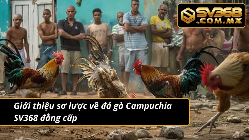 Đá Gà Campuchia SV368 – Sảnh Cược Chiến kê Uy Tín Hàng Đầu 2 Giới thiệu sơ lược về đá gà Campuchia