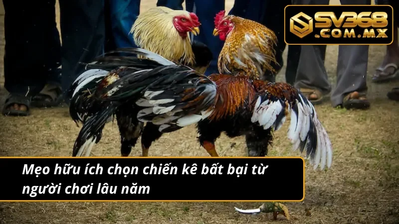 Đá Gà Campuchia SV368 – Sảnh Cược Chiến kê Uy Tín Hàng Đầu 5 Mẹo hữu ích chọn chiến kê với đá gà Campuchia