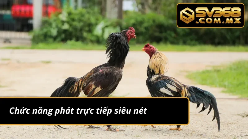 Đá Gà Cựa Dao SV368 – Trải Nghiệm Cá Cược Gà Đỉnh Nhất 2025 4 Chức năng phát trực tiếp đá gà cựa dao cực kỳ chất lượng