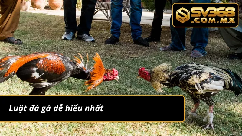 Đá Gà Cựa Dao SV368 – Trải Nghiệm Cá Cược Gà Đỉnh Nhất 2025 5 Tìm hiểu luật đá gà cựa dao siêu dễ hiểu