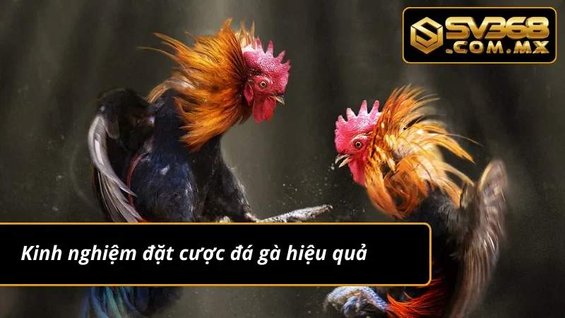 Đá Gà Cựa Dao SV368 – Trải Nghiệm Cá Cược Gà Đỉnh Nhất 2025 6 Kinh nghiệm chơi đá gà cựa dao hiệu quả