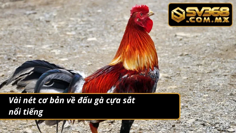 Đá Gà Cựa Sắt SV368 Live HD – Cá Cược Gà Đòn Cực Hấp Dẫn 2 Tổng quan về đá gà cựa sắt nổi bật