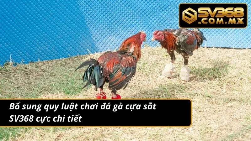 Đá Gà Cựa Sắt SV368 Live HD – Cá Cược Gà Đòn Cực Hấp Dẫn 3 Một số quy tắc cần nắm trong đá gà cựa sắt