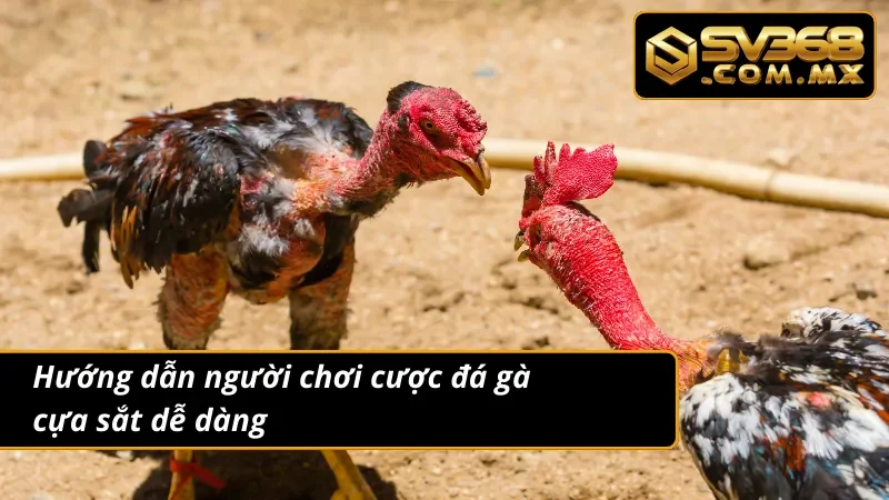 Đá Gà Cựa Sắt SV368 Live HD – Cá Cược Gà Đòn Cực Hấp Dẫn 4 Các bước cược đá gà cựa sắt vô cùng nhanh gọn