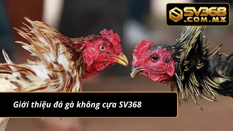 Đá Gà Không Cựa SV368 – Cá Cược Trực Tiếp, Kèo Chuẩn Uy Tín 2 Tổng quan về đá gà không cựa tại SV368