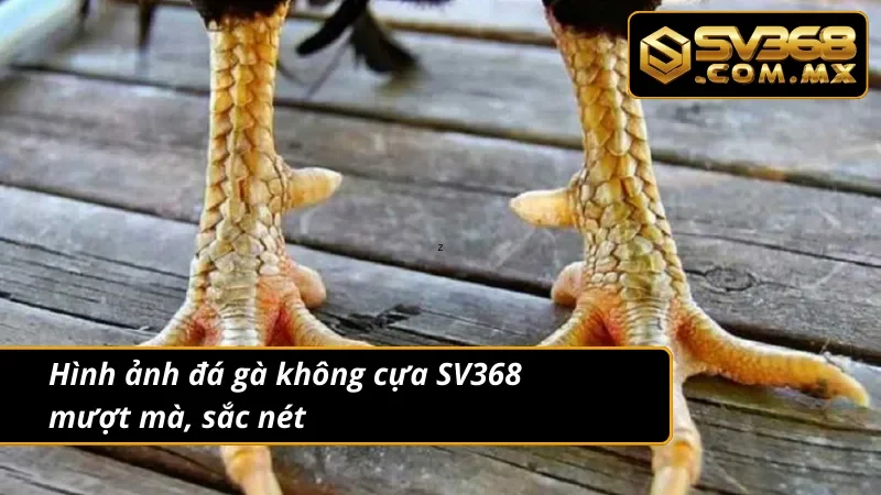Đá Gà Không Cựa SV368 – Cá Cược Trực Tiếp, Kèo Chuẩn Uy Tín 3 Ưu điểm của đá gà không cựa