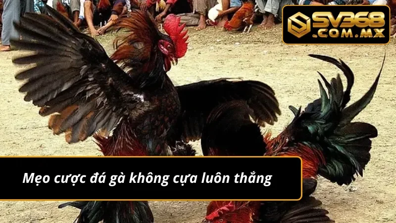 Đá Gà Không Cựa SV368 – Cá Cược Trực Tiếp, Kèo Chuẩn Uy Tín 4 Cách chơi đá gà không cựa