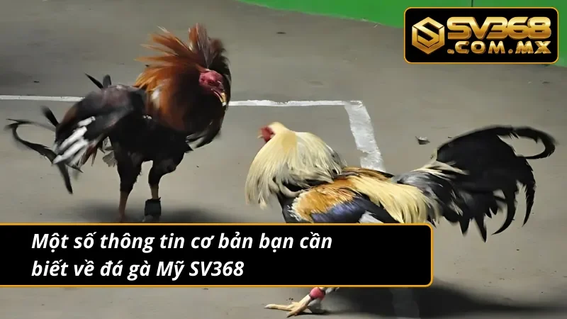 Đá Gà Mỹ SV368 – Cược Gà Cựa Dao Mỹ Live HD Tỷ Thắng Lệ Cao 2 Giới thiệu đá gà Mỹ