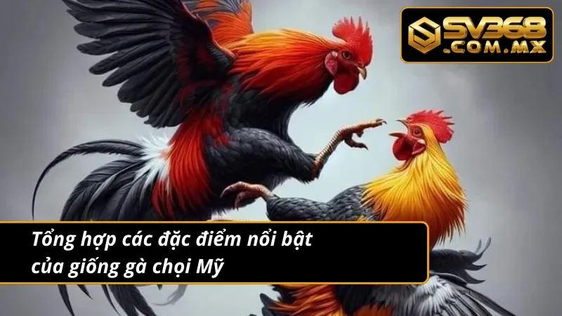 Đá Gà Mỹ SV368 – Cược Gà Cựa Dao Mỹ Live HD Tỷ Thắng Lệ Cao 3 Đặc điểm của giống gà Mỹ trong đá gà Mỹ