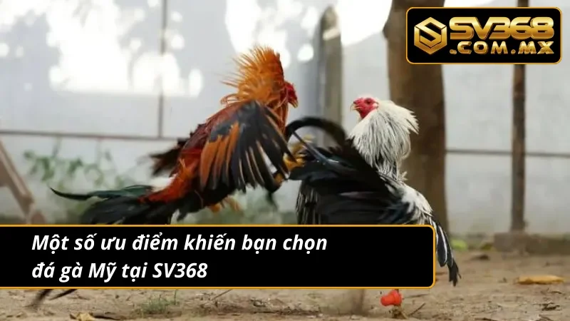 Đá Gà Mỹ SV368 – Cược Gà Cựa Dao Mỹ Live HD Tỷ Thắng Lệ Cao 4 Ưu điểm khi lựa chọn đá gà Mỹ tại đây