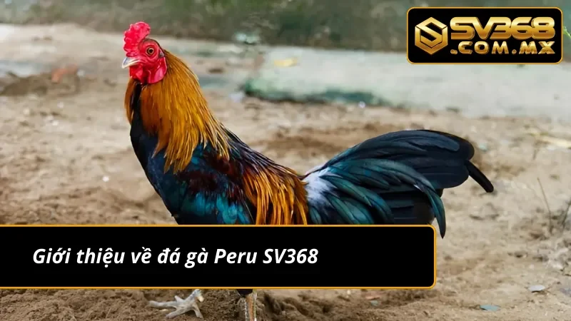 Đá Gà Peru SV368 Live – Khám Phá Kèo Gà Peru Nóng Hấp Dẫn 2 Sơ lược về đá gà Peru SV368