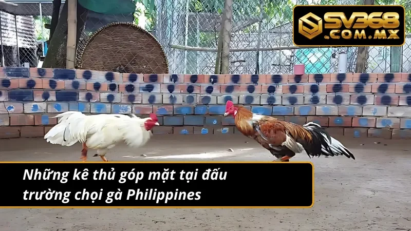 Đá Gà Philippines SV368 – Sảnh Cược Chiến Kê Uy Tín Hàng Đầu 4 Đá gà Philippines cùng các kê thủ nổi tiếng