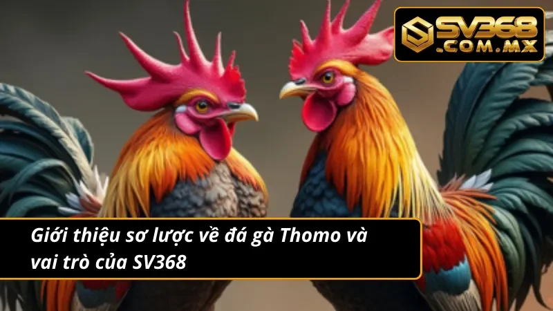Đá Gà Thomo SV368 Trực Tiếp – Kèo Gà Thomo Hot Nhất 2025 2 Tìm hiểu về lịch sử lâu năm của đá gà Thomo