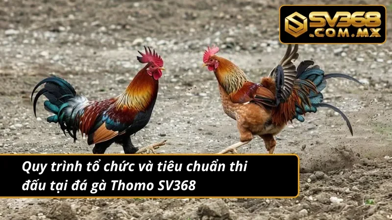 Đá Gà Thomo SV368 Trực Tiếp – Kèo Gà Thomo Hot Nhất 2025 3 Đá gà Thomo có quy mô tổ chức mỗi trận đấu rất lớn