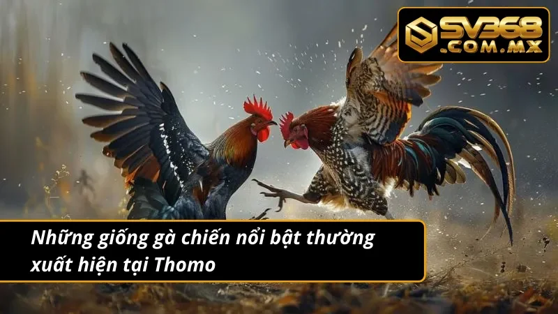 Đá Gà Thomo SV368 Trực Tiếp – Kèo Gà Thomo Hot Nhất 2025 4 Đá gà Thomo nổi bật với nhiều giống gà tiêu biểu