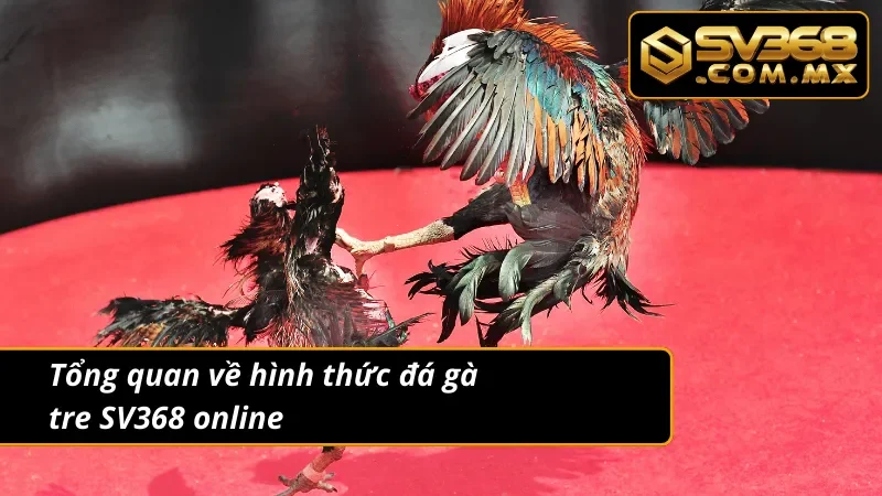 Đá Gà Tre SV368 – Cá Cược Gà Nhỏ, Thắng Lớn Mỗi Ngày 2 Giới thiệu về hình thức đá gà tre trực tuyến