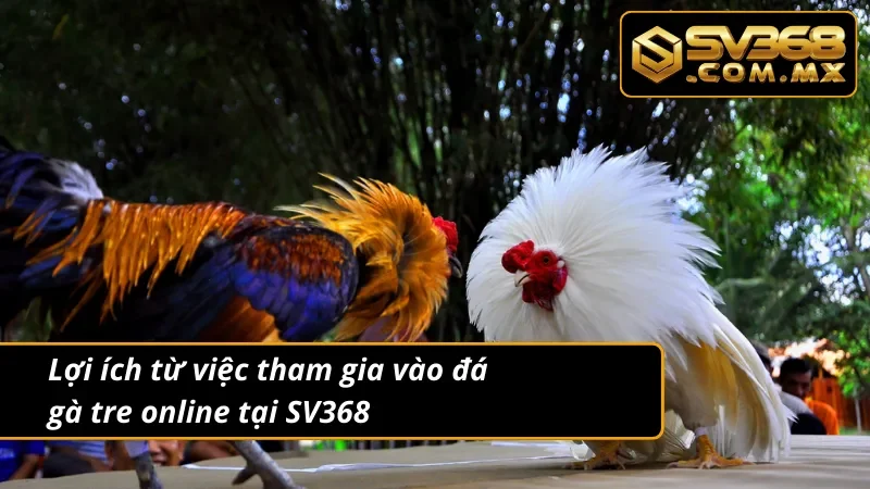 Đá Gà Tre SV368 – Cá Cược Gà Nhỏ, Thắng Lớn Mỗi Ngày 3 Những ưu điểm vượt bậc mà hình thức đá gà tre mang lại