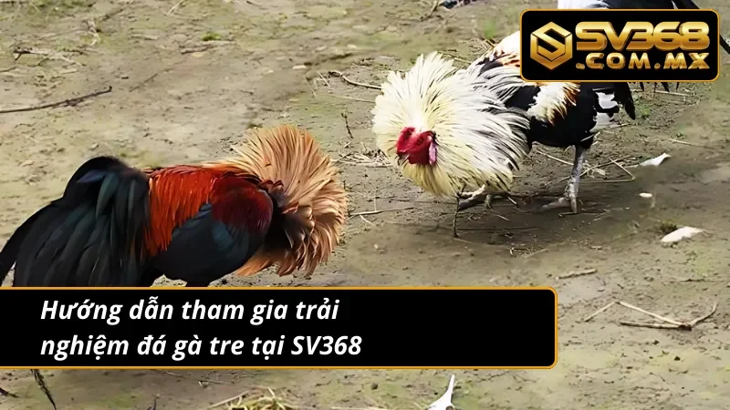 Đá Gà Tre SV368 – Cá Cược Gà Nhỏ, Thắng Lớn Mỗi Ngày 4 Quy trình tham gia vào hình thức đá gà tre trực tuyến